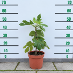 Figovník obyčajný (Ficus carica) ‘NOIRE DE CAROMB’ – výška 40–60 cm, kont. C2L